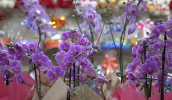 Dia das Mães movimenta comércio de flores no Mercado Municipal de Mogi das Cruzes