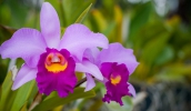São cinco minicursos oferecidos nas unidades do Crescer e um que será no Parque Centenário sobre cuidados com a orquídea no inverno.