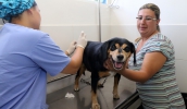 Cães e gatos precisam ser imunizados contra a raiva até o dia 12 de setembro (foto: Arquivo/PMMC)