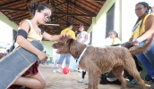 Após quatro edições, sendo duas no Parque Centenário e duas no Varejão, a feira de adoção de animais retorna para sua primeira edição de 2020, no Mercado do Produtor (Ney Sarmento/ PMMC)