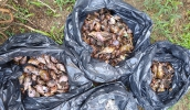 Técnicos estiveram em uma área infestada do Distrito de Braz Cubas, de onde foram coletados cerca de 12 quilos de Caramujos Africanos (foto: Divulgação/PMMC)