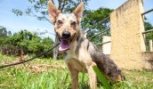Centro de Bem Estar Animal adota agendamento para casos sem urgência (Divulgação)