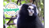 O tema principal desta edição é o sagui-da-serra-escuro (Callithrix aurita), também conhecido como sagui-caveirinha. (Divulgação/PMMC)