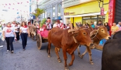 A Entrada dos Palmitos é o ponto alto da programação folclórica da Festa do Divino Espírito Santo de Mogi das Cruzes e passará por vias importantes da região central (Divulgação/PMMC)