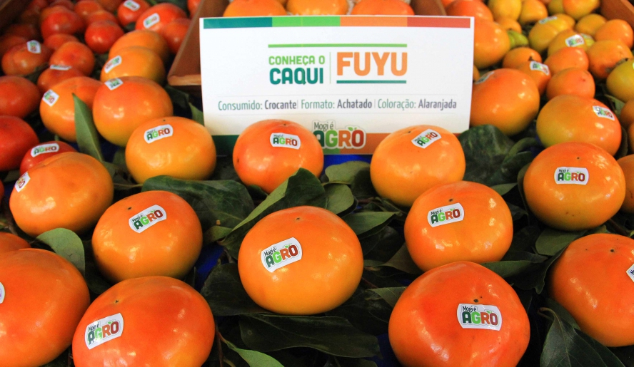 Durante o lançamento, foram expostos três variedades de caqui rama forte, fuyu e giombo. (Foto: Guilherme Berti/PMMC)