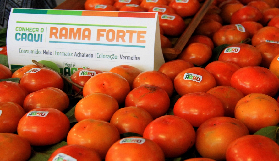 Mogi das Cruzes produz anualmente 40 mil toneladas de caqui e é responsável por 40% da produção nacional. (Foto: Guilherme Berti/PMMC)