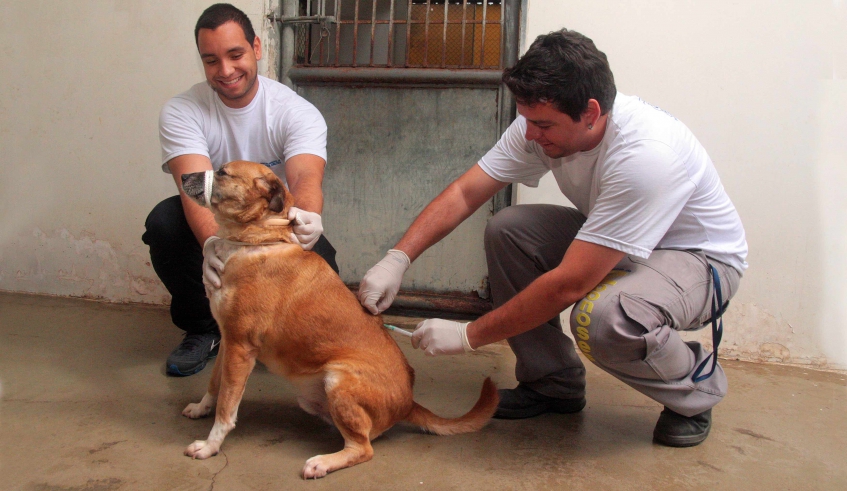 O Centro de Controle de Zoonoses (CCZ) conta com estoque suficiente para garantir a vacinação de rotina para cães e gatos levados à unidade.