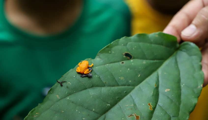 Riqueza natural de Mogi das Cruzes está presente na fauna e na flora, que pode ser visitada no Parque Municipal Chiquinho Veríssimo, na Serra do Itapeti (Divulgação/PMMC)