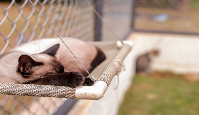 Investimento no gatil proporciona melhores condições para acolhimento dos animais (Warley Kenji/PMMC)