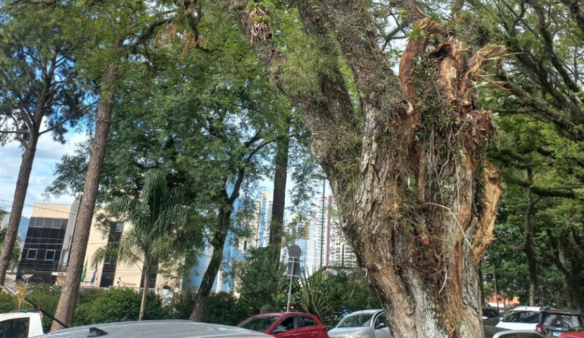 Árvore localizada na calçada em frente ao Cemitério São Salvador, no Parque Monte Líbano, é de grande porte e tem risco de queda (Divulgação/PMMC)