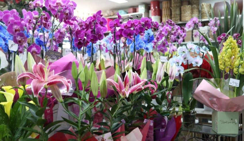flores.interna2.jpg