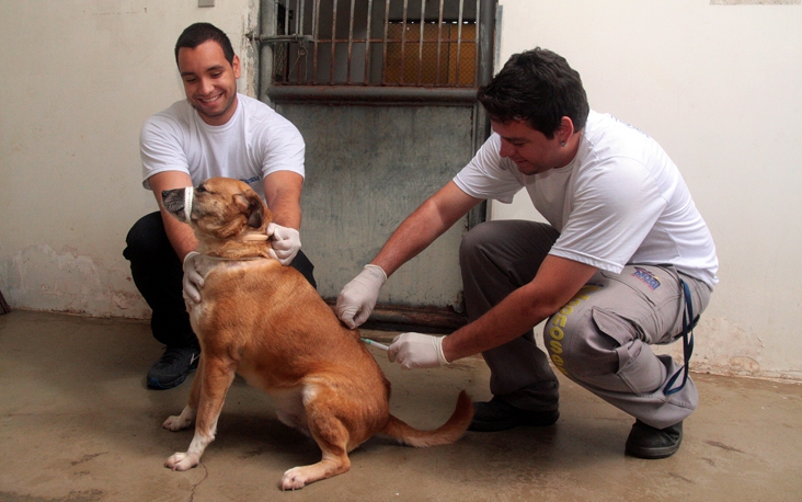A vacina contra a raiva é indicada para cães e gatos a partir dos três meses de idade. Para a vacinação, não é obrigatório que o animal tenha algum documento.