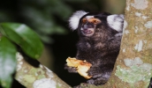 O Sagui-de-tufo-branco (Callithrix jacchus) conta com uma família composta por cerca de 15 indivíduos no Parque Centenário (foto: Jefferson Leite / Divulgação)