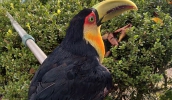 Tucano encontrado com a asa ferida por linha conhecida como linha chilena foi resgatado pela Guarda Municipal e encaminhado para cuidados no CCZ (Divulgação)
