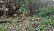 Patrulha Rural impede corte irregular de árvores na região do Cocuera