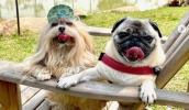 A Coordenadoria de Turismo está conduzindo a campanha #PetMogi, que mostra os pets em espaços turísticos onde os animais de estimação são bem-vindos