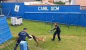 Guardas municipais passam por treinamento para atuação com cães