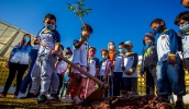 Dia da Árvore terá comemoração com lançamento do Projeto Bosque das Crianças nesta quinta-feira