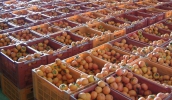Agricultura recebe inscrições de produtores interessados no Ciclo II do Seguro Rural