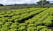 Agricultura promove Campanha de Recolhimento de Embalagens no Pindorama