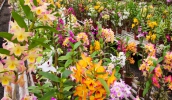 Festival de Flores e Plantas Ornamentais acontecerá nesta sexta (24), na Feira Noturna