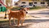 Vacinação contra raiva para cães e gatos é realizada pelo CCZ de segunda a sexta-feira