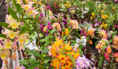 A Prefeitura de Mogi promoverá nesta sexta-feira (dia 29) o Festival de Flores de Primavera. (Ney Sarmento/PMMC)