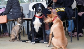 Animais são cadastrados com antecedência pelos tutores e, no dia da castração, procedimentos acontecem com rapidez (Divulgação/PMMC)