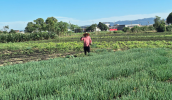 As inscrições pra o Ciclo I do Programa Municipal de Subvenção ao Prêmio do Seguro Rural (PSR) podem ser feitas até o dia 31 de agosto de 2024 (Divulgação/PMMC)