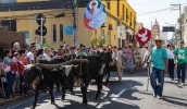 A Entrada do Palmitos é o ponto alto da programação folclórica da Festa do Divino Espírito Santo de Mogi das Cruzes e reuniu milhares de pessoas na região central (Divulgação/PMMC)