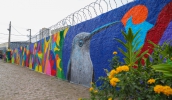 Muro da Secretaria de Meio Ambiente e Proteção Animal, pintado com espécies da avifauna observada no município (Divulgação/PMMC)