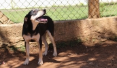 Evento de Adoção de cães e gatos será realizado no Parque Centenário neste domingo (13), das 9h às 15h (Divulgação/PMMC)