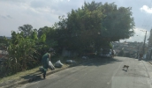 Jardim Margarida, Vila Augusta, o Residencial Novo Horizonte e Jardim Piatã estão recebendo trabalhos de zeladoria (Comunicação/ PMMC)