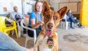 Foram castrados 130 cães durante o Seu Amigo Pet em Taiaçupeba, com as cadelas sendo atendidas pela manhã e os machos, à tarde (Divulgação/PMMC)