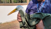 Garça é resgatada com apoio do Centro de Controle de Zoonoses (Divulgação - PMMC)