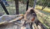 Ratão-do-banhado foi capturado em via de Cezar de Souza e solto no Parque Centenário (Divulgação - PMMC)