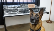 Entorpecente foi encontrado em área de mata no Conjunto Toyama, em ação da Patrulha Rural da Guarda Civil Municipal, com o apoio do Canil da corporação (Divulgação/PMMC)