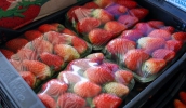 Em Mogi, fruta está no inicio de safra, mas ainda assim, segundo produtores, a busca por morango está desenfreada