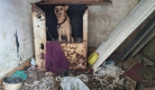 N&uacute;cleo de Bem-Estar Animal realiza resgate de dois c&atilde;es em situa&ccedil;&atilde;o de abandono e maus-tratos