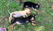 Feira de Ado&ccedil;&atilde;o de c&atilde;es e gatos ser&aacute; realizada neste domingo (11/10), no Mercado do Produtor