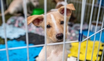 Núcleo de Bem-Estar Animal realizará Feira de Adoção e arrecadação de ração neste domingo (14/9), no Mercado do Produtor