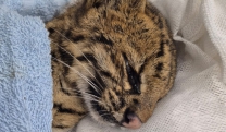 Felino silvestre é resgatado por equipe do Centro de Controle de Zoonoses, em Jundiapeba