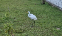 Garça é resgatada no Parque Centenário com apoio do Centro de Controle de Zoonoses 