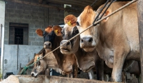 Agricultura alerta para prazo final de vacina&ccedil;&atilde;o contra brucelose bovina, no dia 30 deste m&ecirc;s