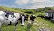 Agricultura promove palestra sobre preven&ccedil;&atilde;o da raiva dos herb&iacute;voros