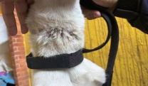 N&uacute;cleo de Bem-Estar Animal (Nubea) e Guarda Municipal notificam tutor por maus-tratos a cachorro na Vila Jundia&iacute;