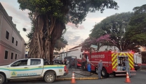 Defesa Civil monitora &aacute;rvore centen&aacute;ria ao lado do Theatro Vasques, na regi&atilde;o central