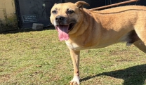 N&uacute;cleo de Bem-Estar Animal realiza Feira de Ado&ccedil;&atilde;o de filhotes e pets com defici&ecirc;ncia neste s&aacute;bado (26/09), no Mogi Shopping