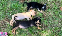 Feira de Ado&ccedil;&atilde;o de c&atilde;es e gatos ser&aacute; realizada neste domingo (11/10), no Mercado do Produtor