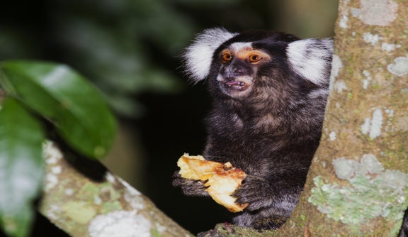 Vítimas do tráfico, saguis podem levar macacos à extinção